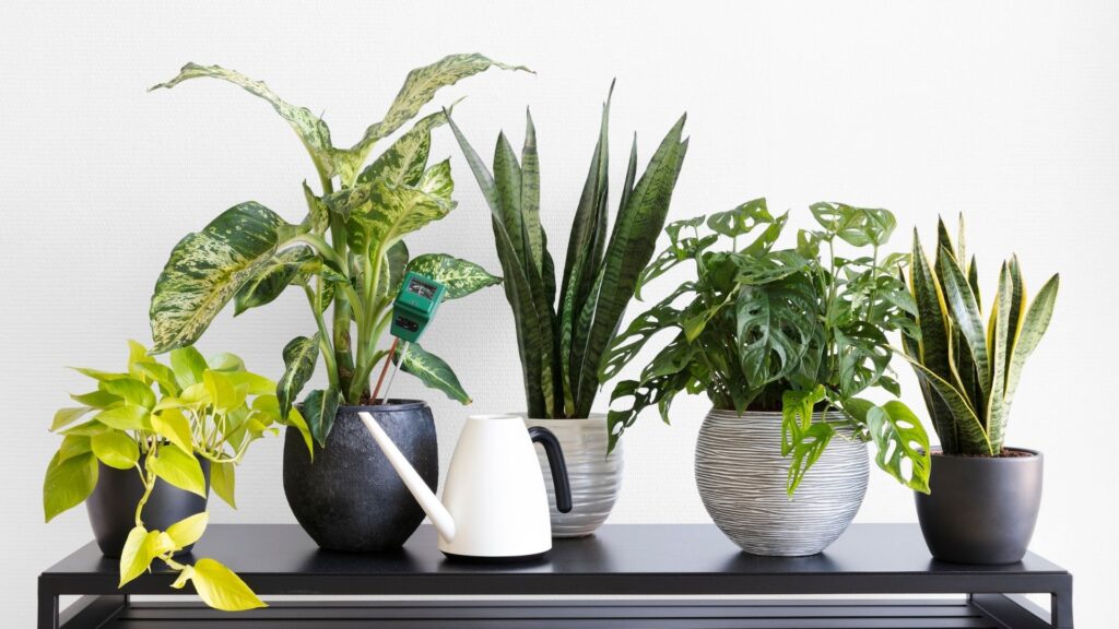 Indoor Plants can help your health, add them to your home office
